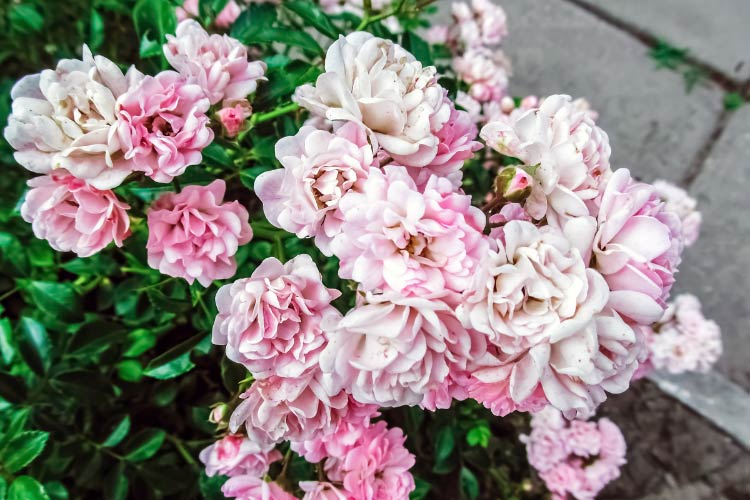 Polyantha roses produce dense clusters of small flowers