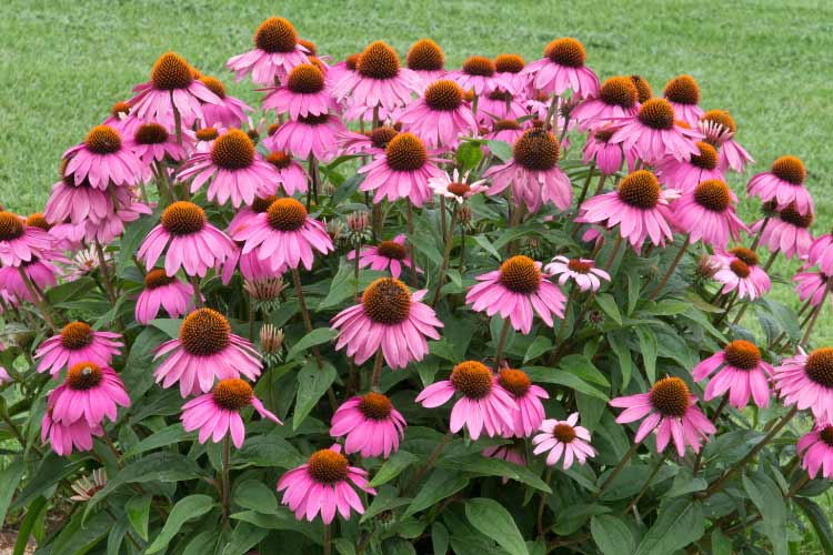 PowWow Wild Berry coneflowers are compact plants with vibrant magenta pink blooms