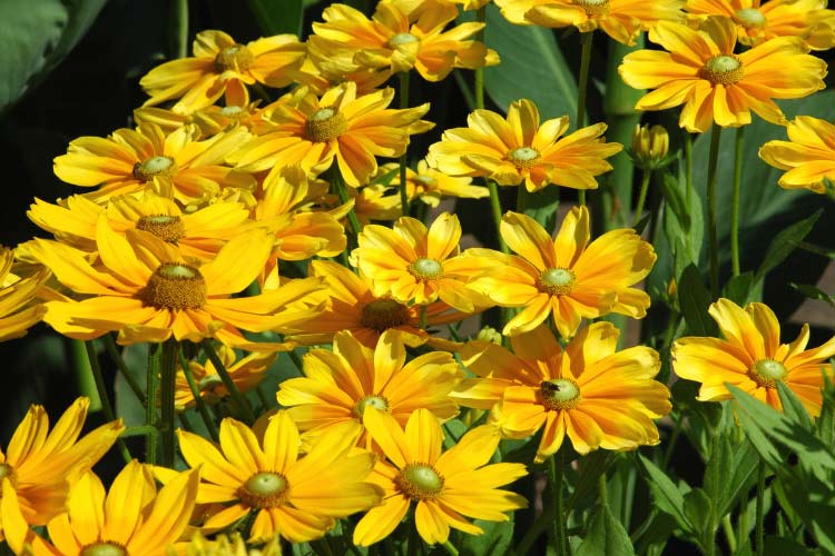 have soft yellow petals with a greenish center that darkens over time