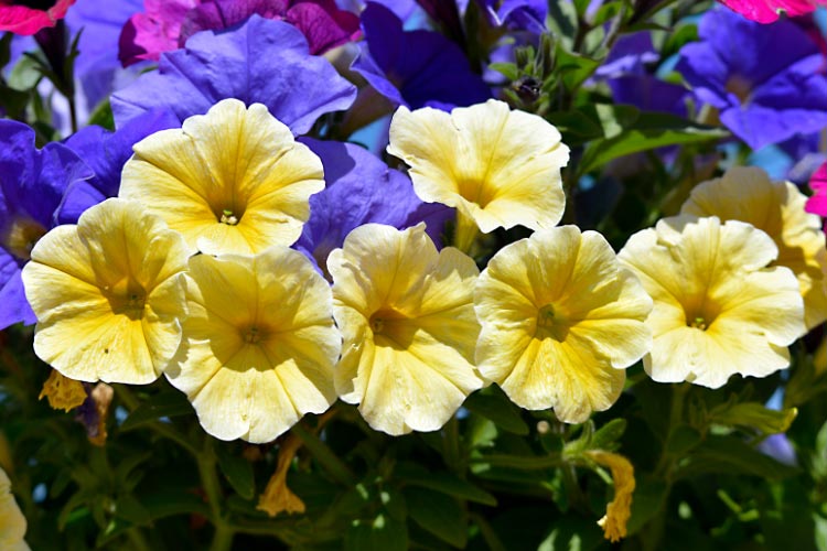 Prism Sunshine petunias produce bright yellow blooms that stand out in any garden setting