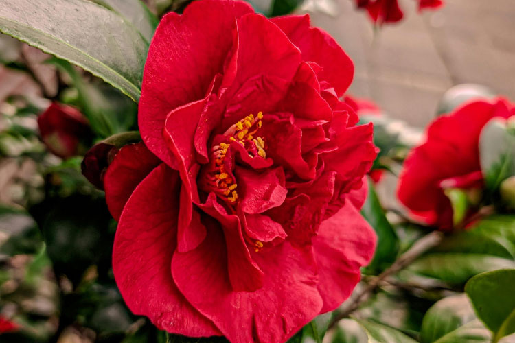 They bloom in late winter and early spring and provide strong color contrast in the garden