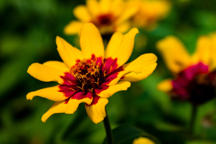 Profusion zinnias are one of the most popular modern zinnia varieties for backyard gardens