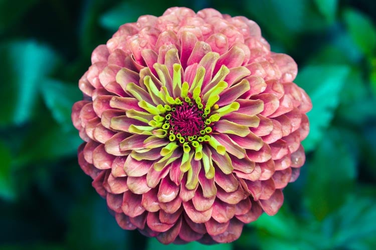 This variety is especially popular in decorative gardens and floral arrangements