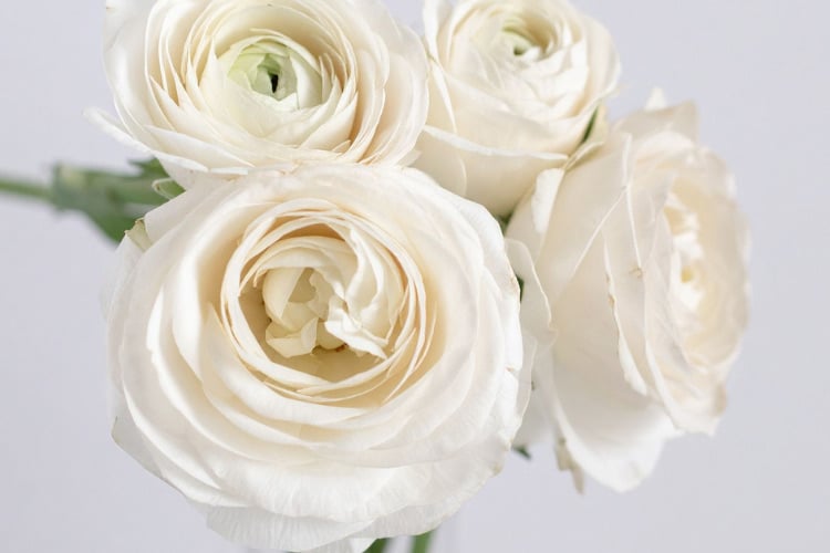 This variety stands out for its strong stems and uniform blooms