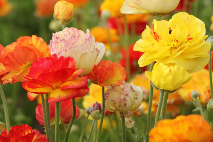 colorful display without choosing individual varieties