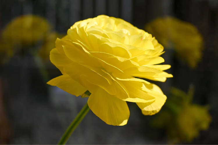 cheerful yellow blooms that instantly add warmth to any garden space