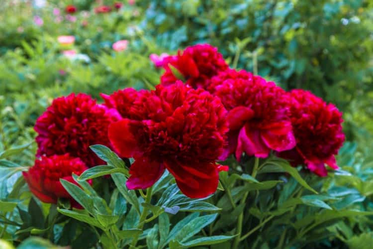 They bloom early to mid season and are known for their dramatic color and strong presence in the garden