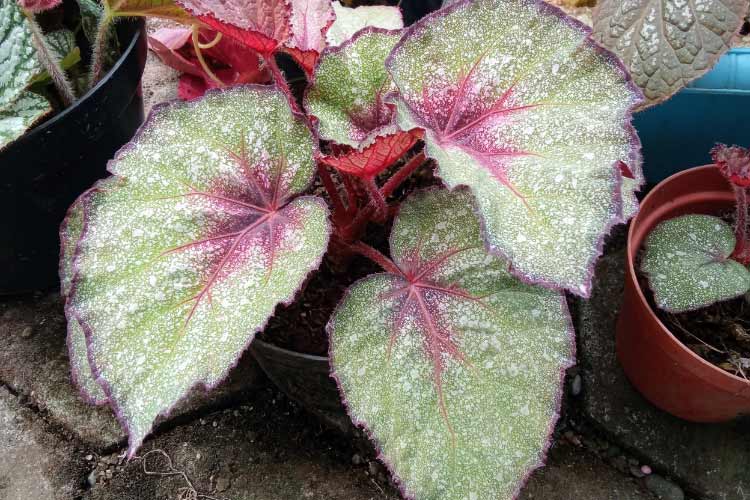 Rex begonias are grown mainly for their dramatic foliage rather than flowers