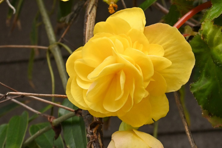 They are often grown indoors but can be used outdoors in containers during warm weather