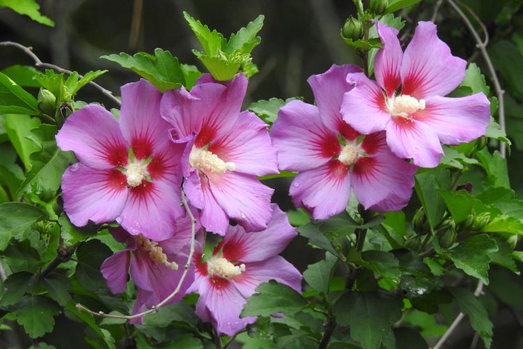 Rose of Sharon is a hardy flowering shrub that blooms later in summer