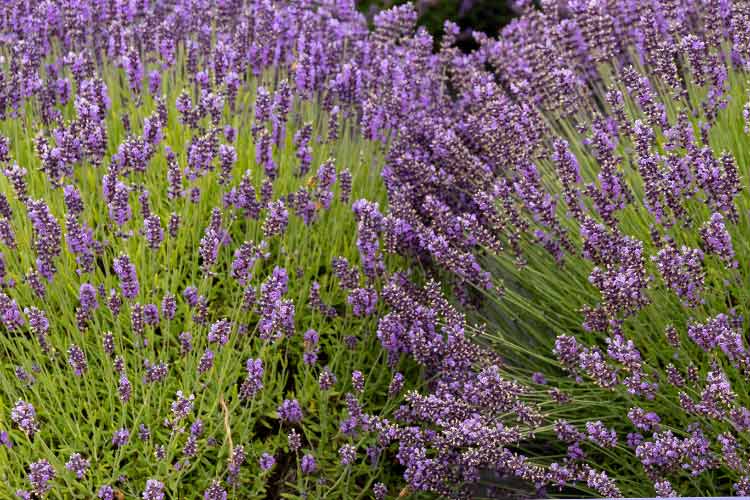 Royal Velvet lavender is an English lavender variety valued for its rich purple flowers and strong fragrance