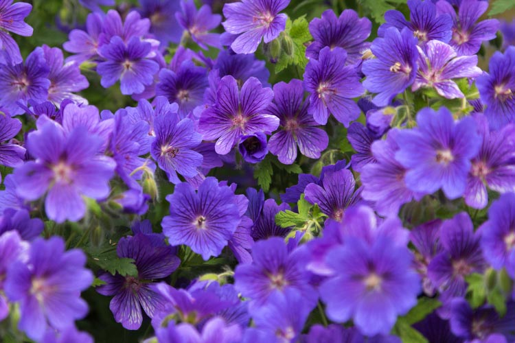 Rozanne geraniums are a popular perennial geranium variety