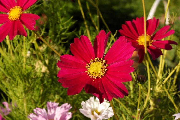They stay more compact than many tall cosmos varieties
