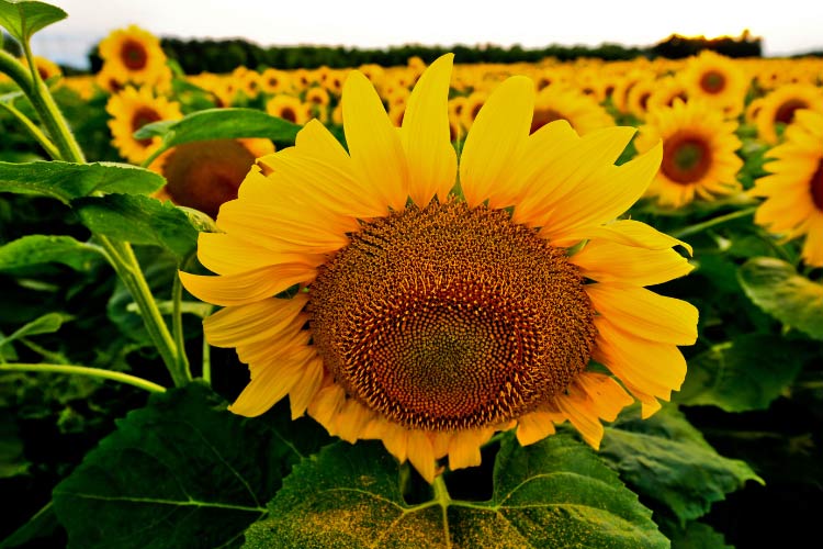 Russian Giant sunflowers are tall