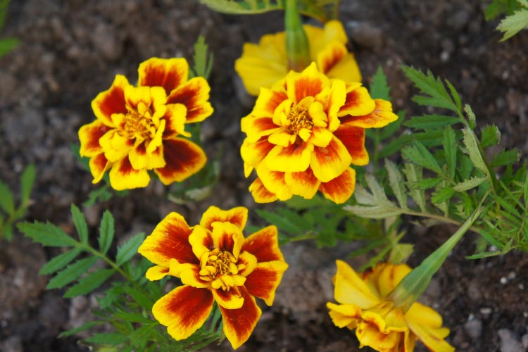 Safari marigolds are larger French marigolds