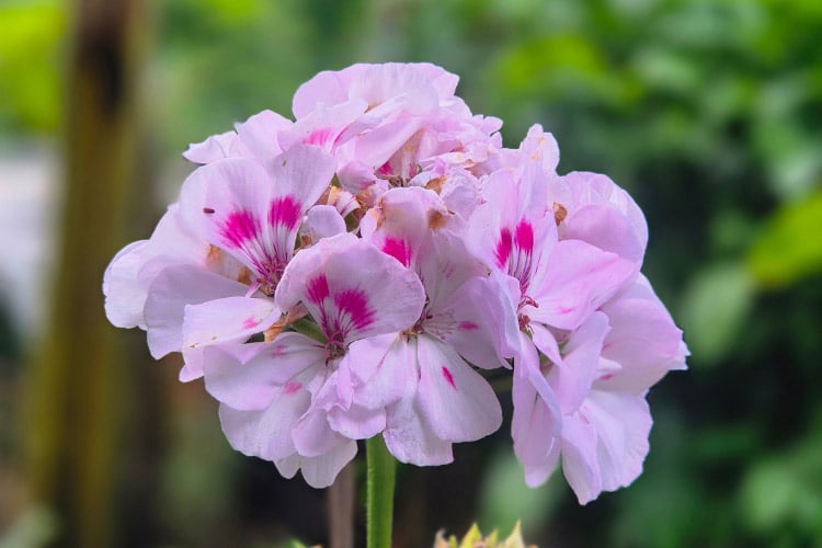 Scented geraniums are grown primarily for their fragrant leaves rather than their flowers