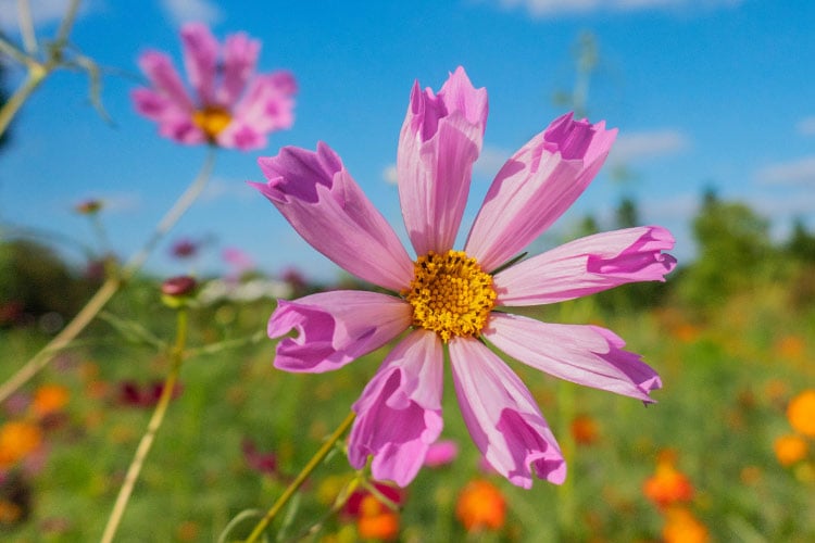 This variety grows tall and looks especially striking mixed with other flowers
