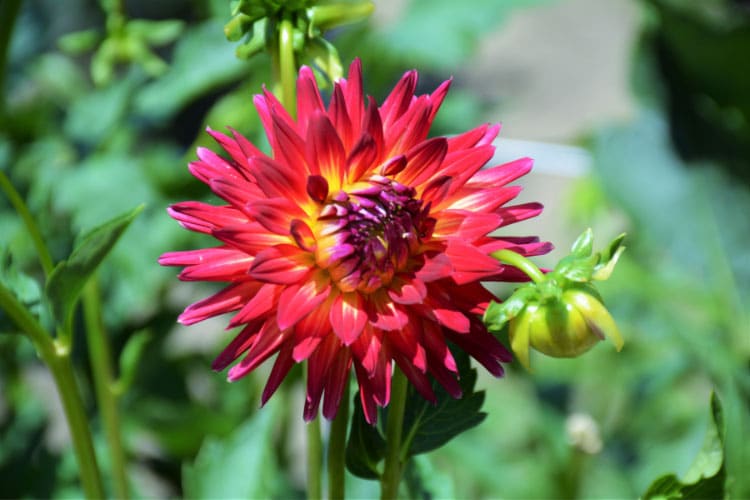 a slightly fuller and softer appearance