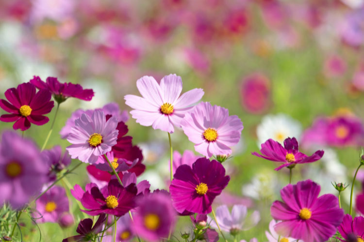 This variety performs best in full sun and well drained soil