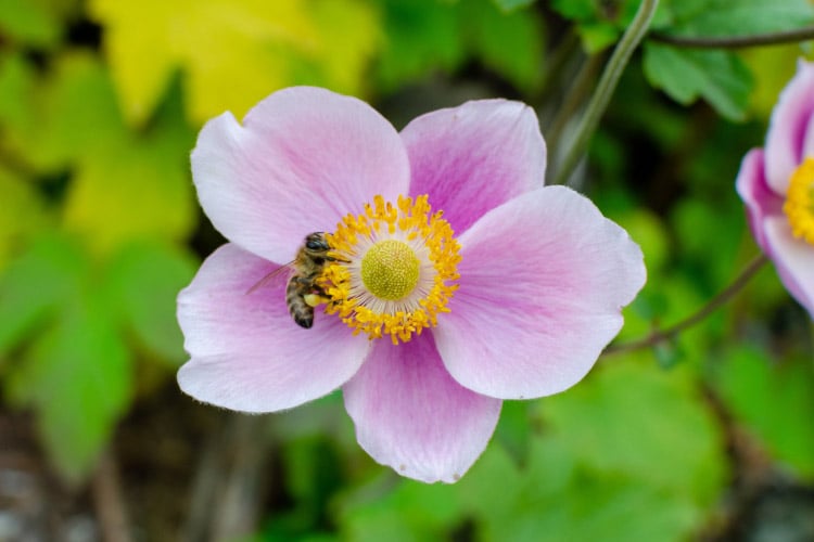 They add color and movement when many summer flowers are finishing