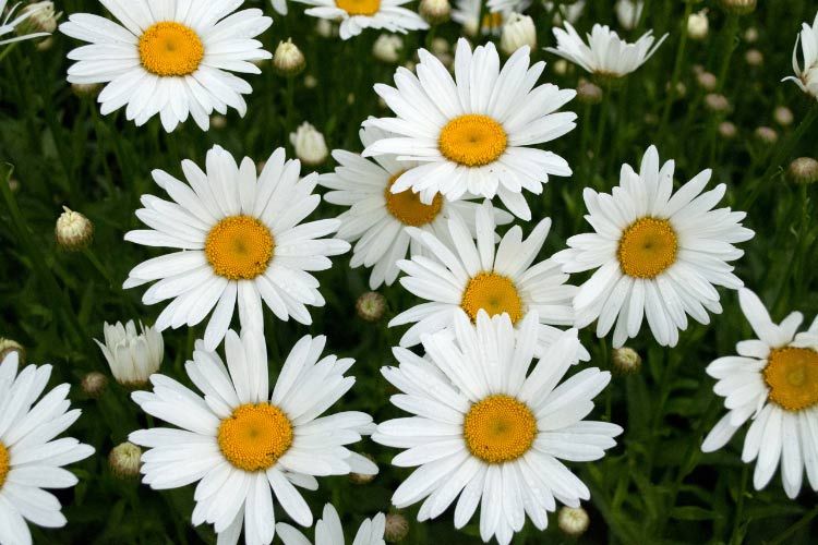 Shasta daisies are one of the most popular daisy varieties for backyard gardens