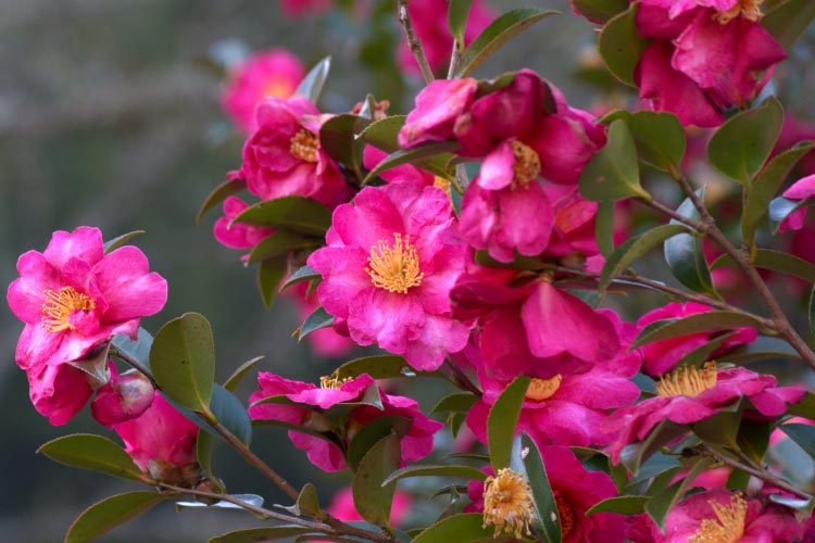 This variety tolerates more sun than many camellias and is excellent for low hedges and foundation plantings