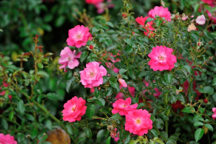 versatile plants that work well in many backyard settings