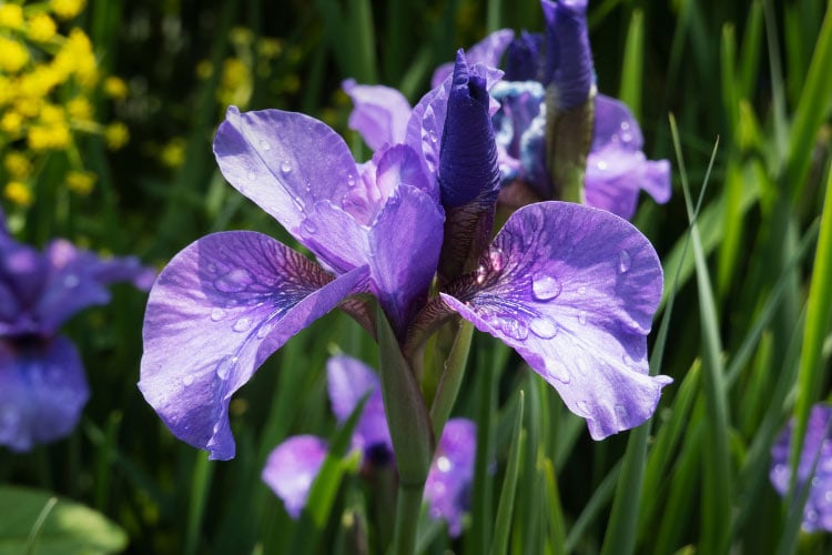 They are very hardy and tolerate colder climates better than many other irises