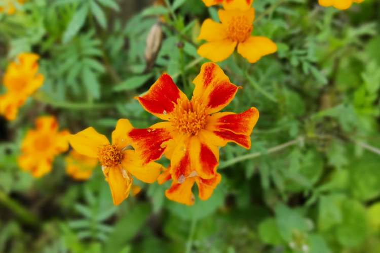 Signet marigolds have delicate foliage