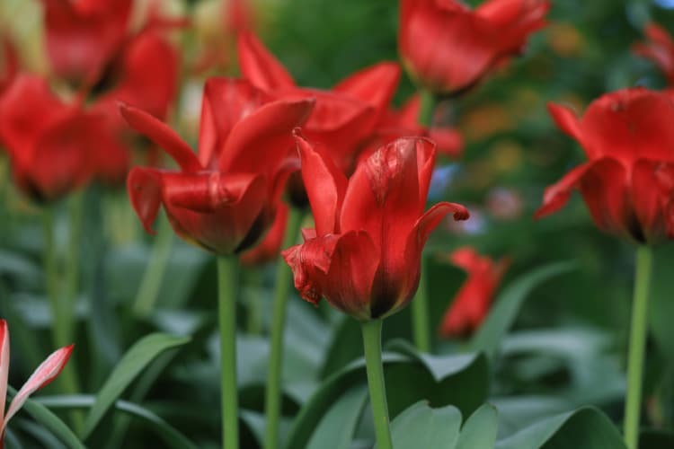 Single early tulips are among the first tulips to bloom in spring