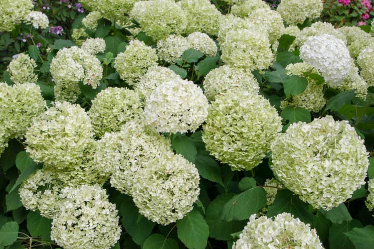 Smooth hydrangeas are reliable bloomers that produce large rounded flower heads