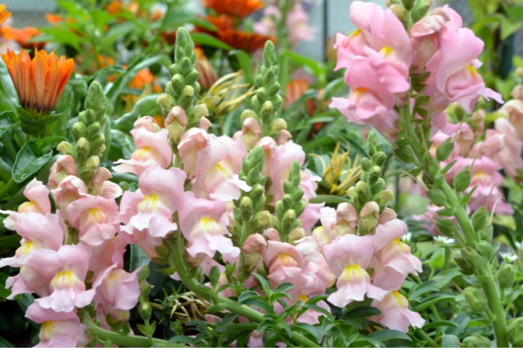 This variety prefers full sun and cooler weather and grows slightly taller than many snapdragons