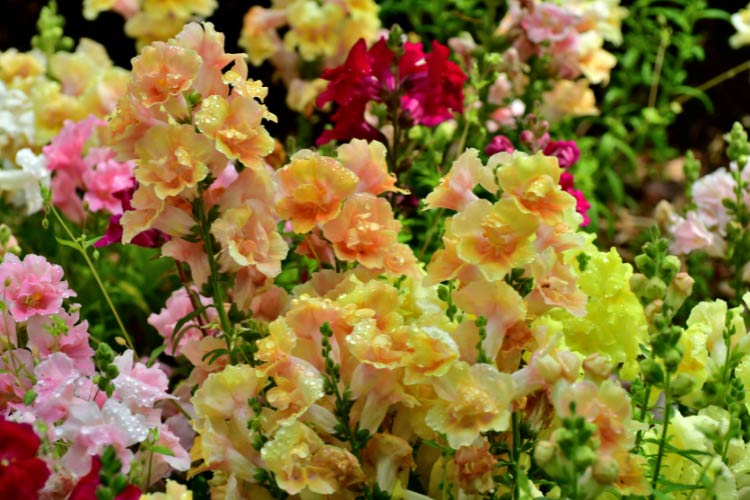 offers warm peach colored blooms with subtle pink and apricot tones