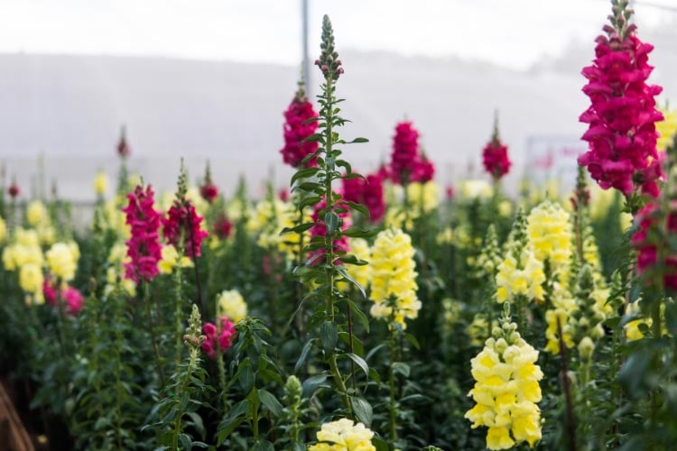 offers a blend of bright and pastel colors on compact to medium height plants