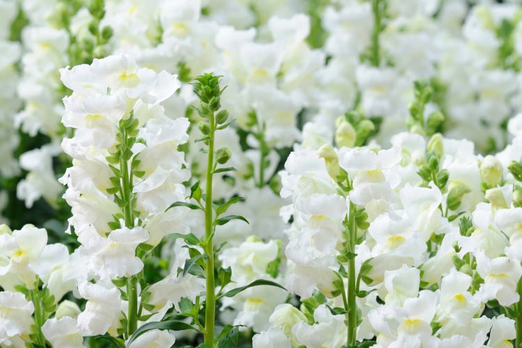 almost vintage look that works well in cottage gardens and neutral color palettes