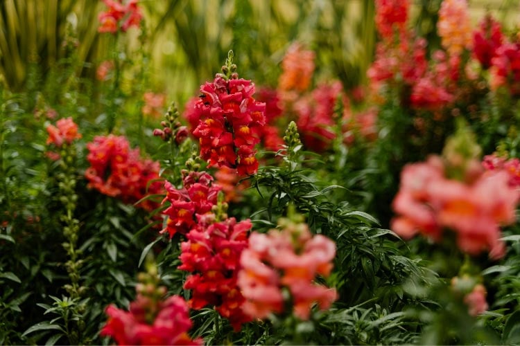 open faced blooms that resemble small azalea flowers rather than traditional snapdragons
