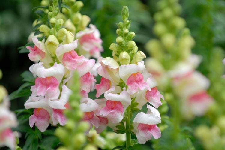 strong flower spikes with soft pink blooms and pale centers