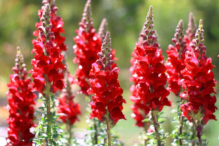deep red blooms that add drama and intensity to the garden
