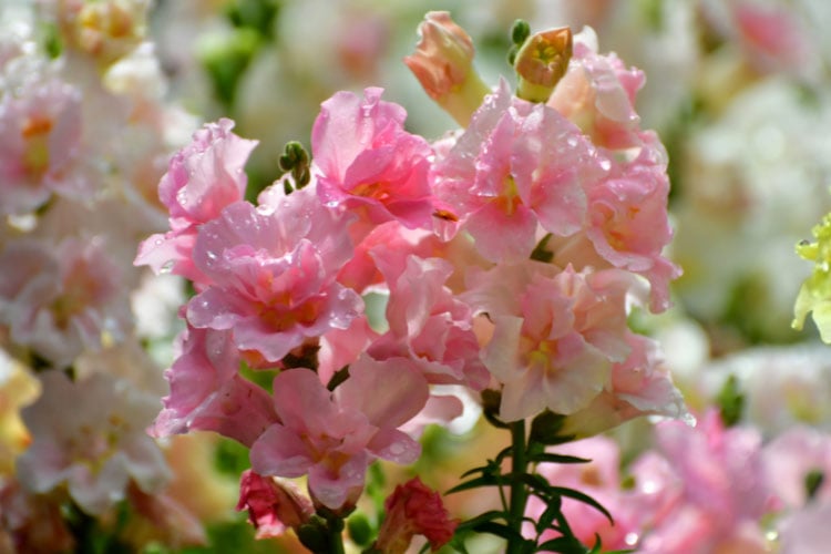 double blooms in shades of rose pink