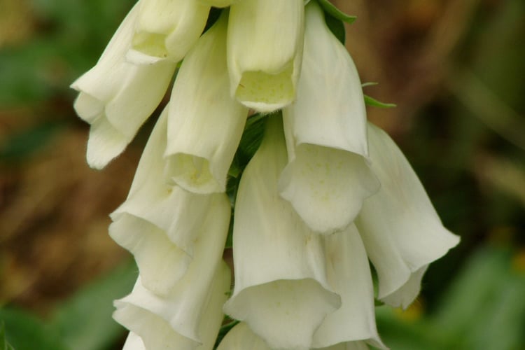 This variety grows to a medium height and works well in mixed borders and cottage gardens