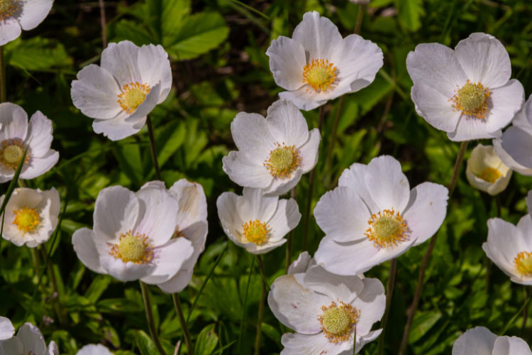 lightly fragrant flowers in late spring to early summer
