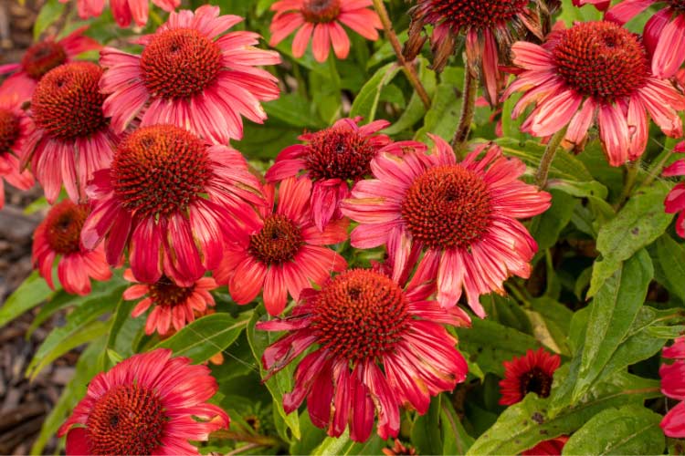 Sombrero coneflowers are compact plants with bold saturated colors