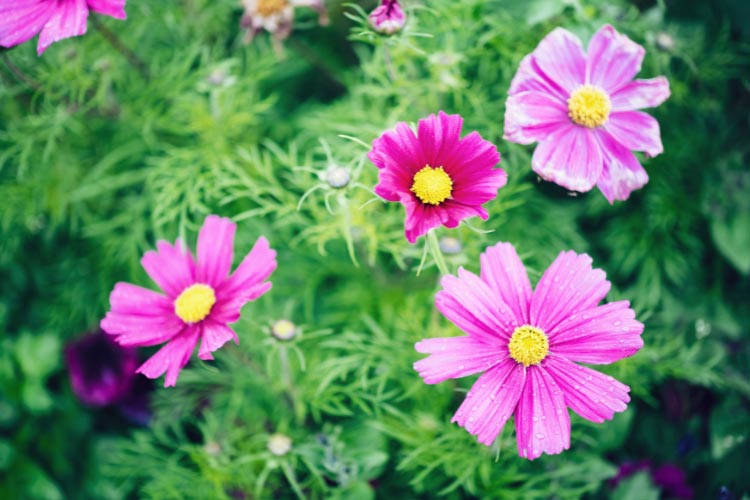 This variety is easy to grow and blooms consistently in sunny locations