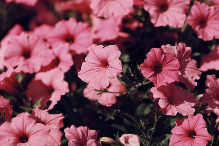 This variety works well as ground cover or for mass color in landscapes