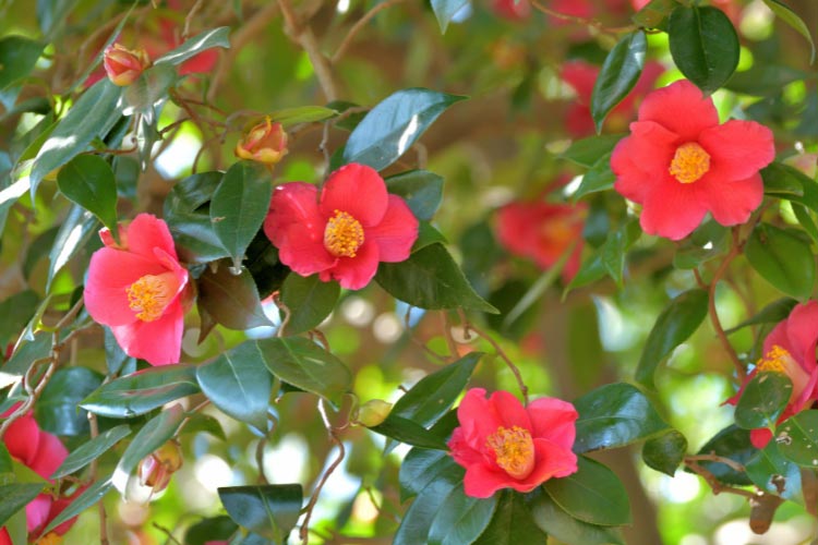 They produce soft pink flowers and are bred to handle cooler temperatures