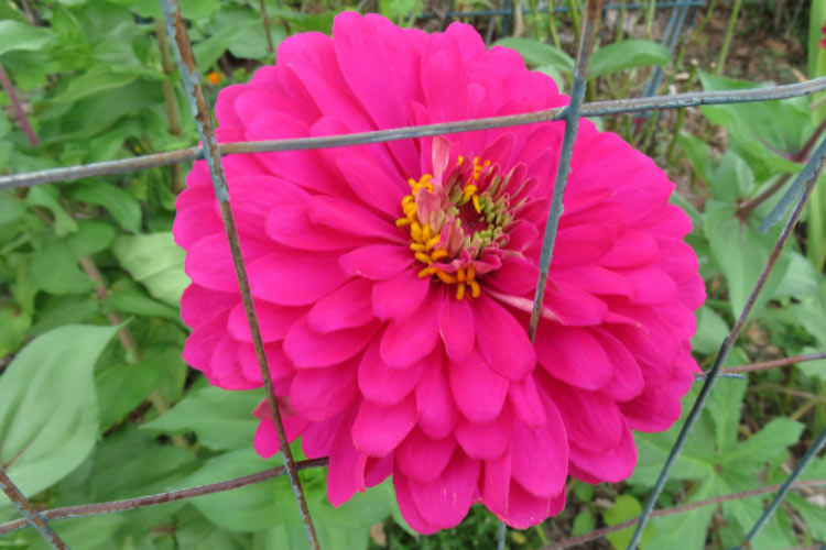 They grow vigorously and perform well in hot summer conditions