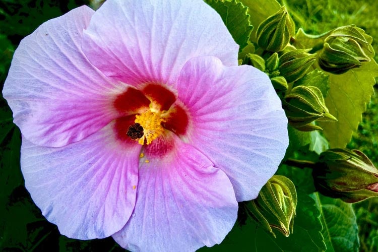 The Summerific series includes many modern hardy hibiscus varieties bred for strong stems