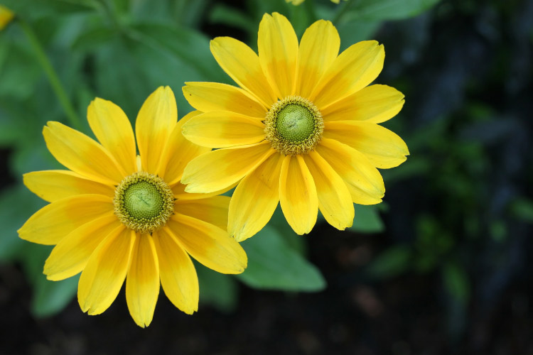 bright yellow blooms that resemble sunflowers