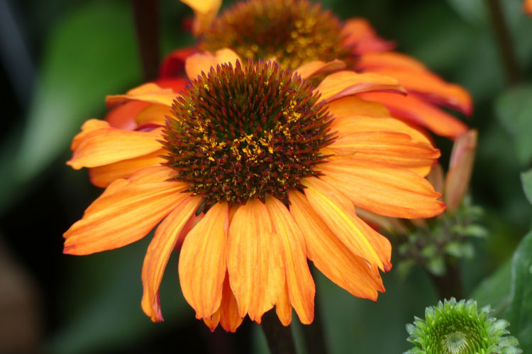 The SunSeekers series offers compact plants with sturdy stems and vibrant blooms