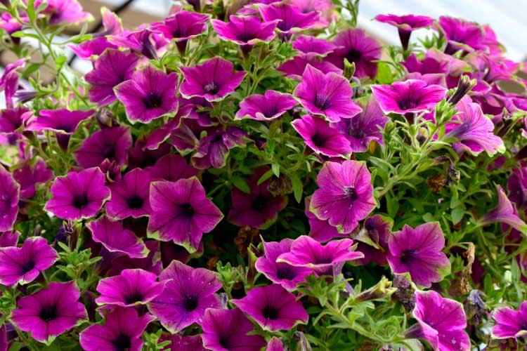 Supertunia petunias are known for their vigorous growth and long bloom season
